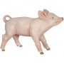 PORCELET FEMELLE