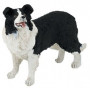 CHIEN BORDER COLLIE