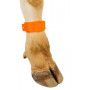 Bracelet d'identification en plastique orange pour bovin (l'unité)