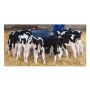 NOURRISEUR MILK BAR COLLECTIFS 120L / 20 TETINES POUR VEAU