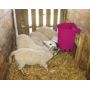 NOURRISEUR MILK BAR COLLECTIFS 15L / 7 TETINES BAS DEBIT NOIRES POUR AGNEAUX/CHEVREAUX